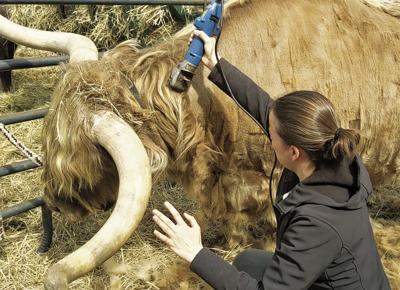 Clip a cow