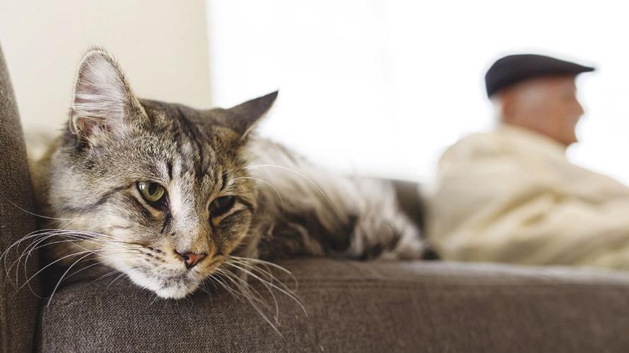 cat