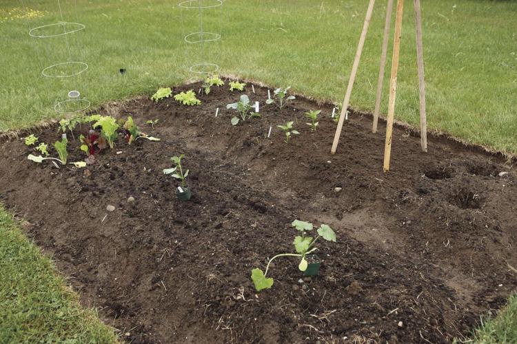 04-11 HOME Even a small garden like this produces nice veggies.jpg