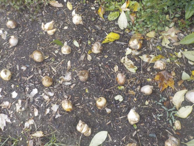 Lay out bulbs