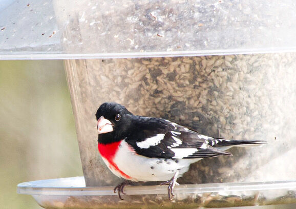 Reader Pics: May 12