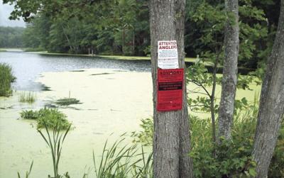 Merrymeeting River Cyanobacteria