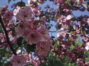 02-06 COM flower sale