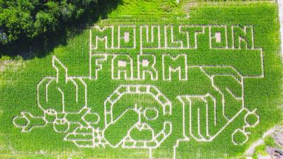 Moulton Farm 2025 corn maze