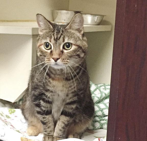 PET OF THE WEEK: HAPPY