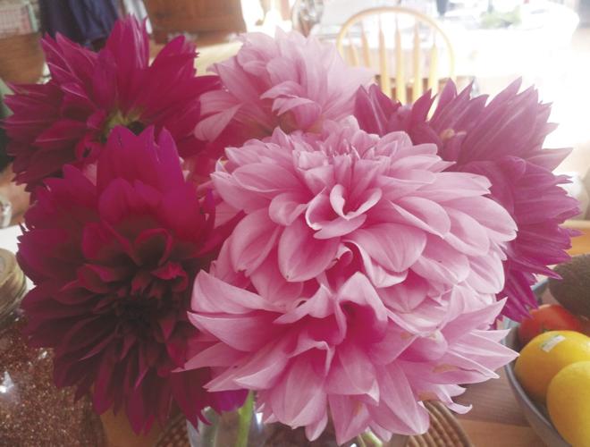 Dahlias make nice cutflowers