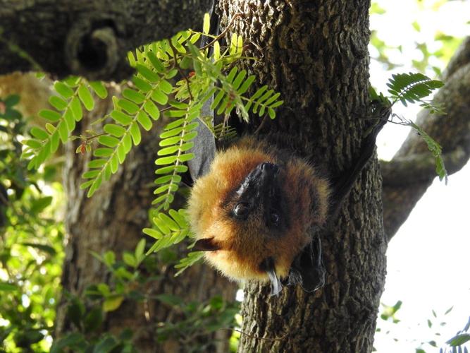 The world’s biggest bats are shrinking, reveals new research