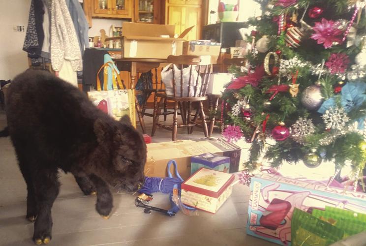 01-10 OUTDOORS Xmastree_InPixio.jpg