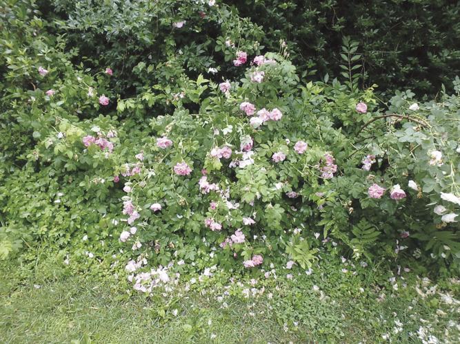 07-04 HOME This old fashioned, fragrant rose blooms but once, but is lovely.jpg