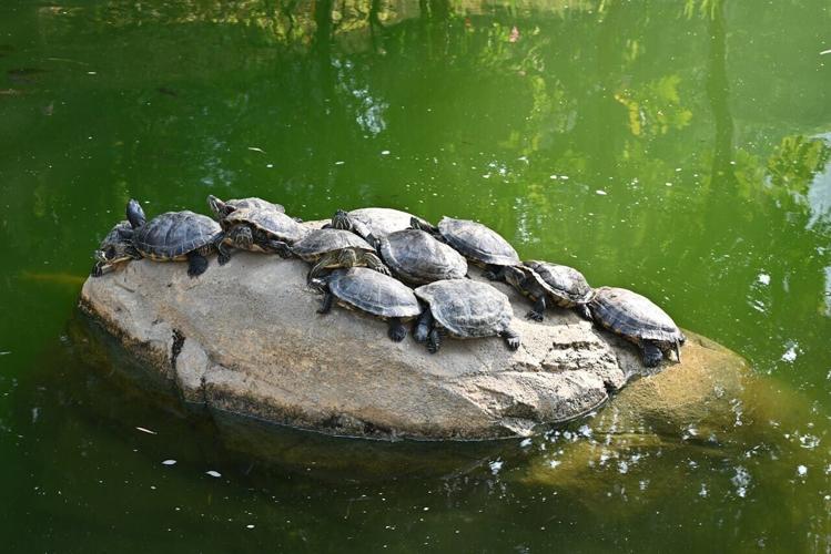 pexels-king-35907763