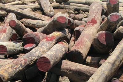 Cut rosewood logs sit in a large pile. These logs, the exact species of which are unknown, are in Madagascar, one of the hot spots of global rosewood trade.