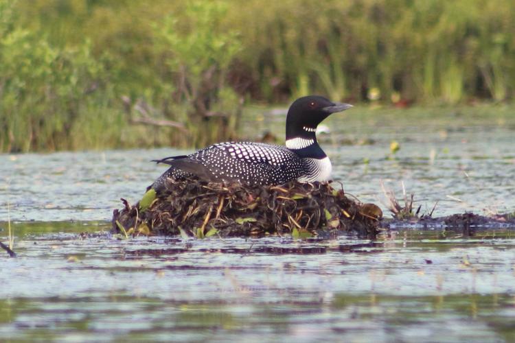 05-01 OUTDOORS nest.jpg