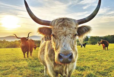 Scottish Highland cows