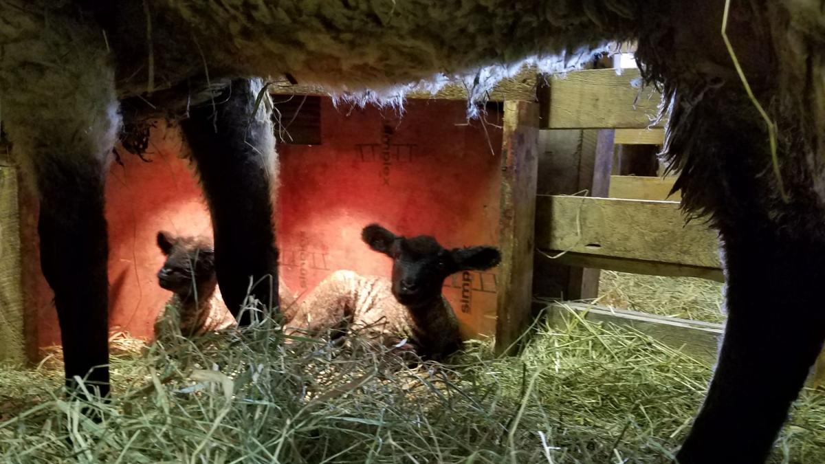 Reader Pics: Feb. 7