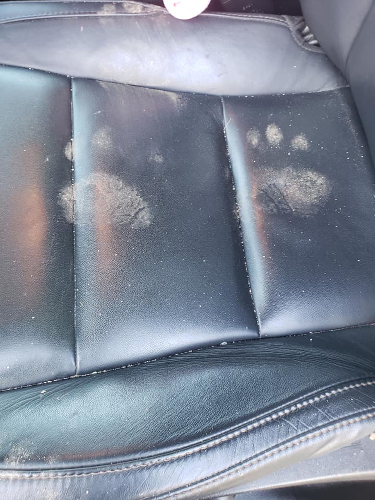 09-27 Bear tracks 2.jpg