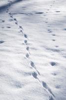 Red fox footprints