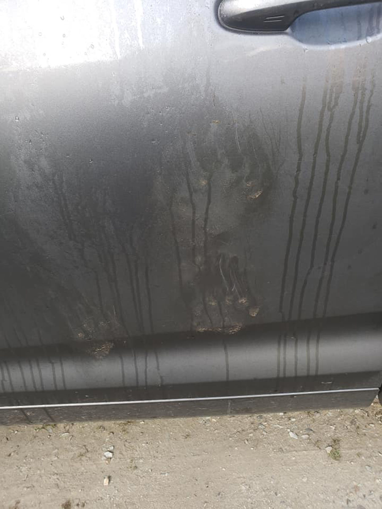 09-27 Bear tracks 1.jpg