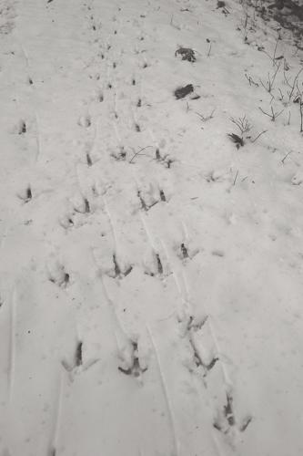 04-03 OUTDOORS tracks IMG_1048.jpg