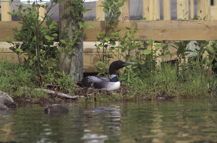 Loon on nest