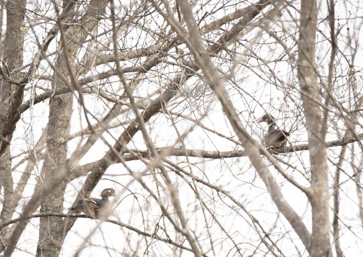Wood ducks