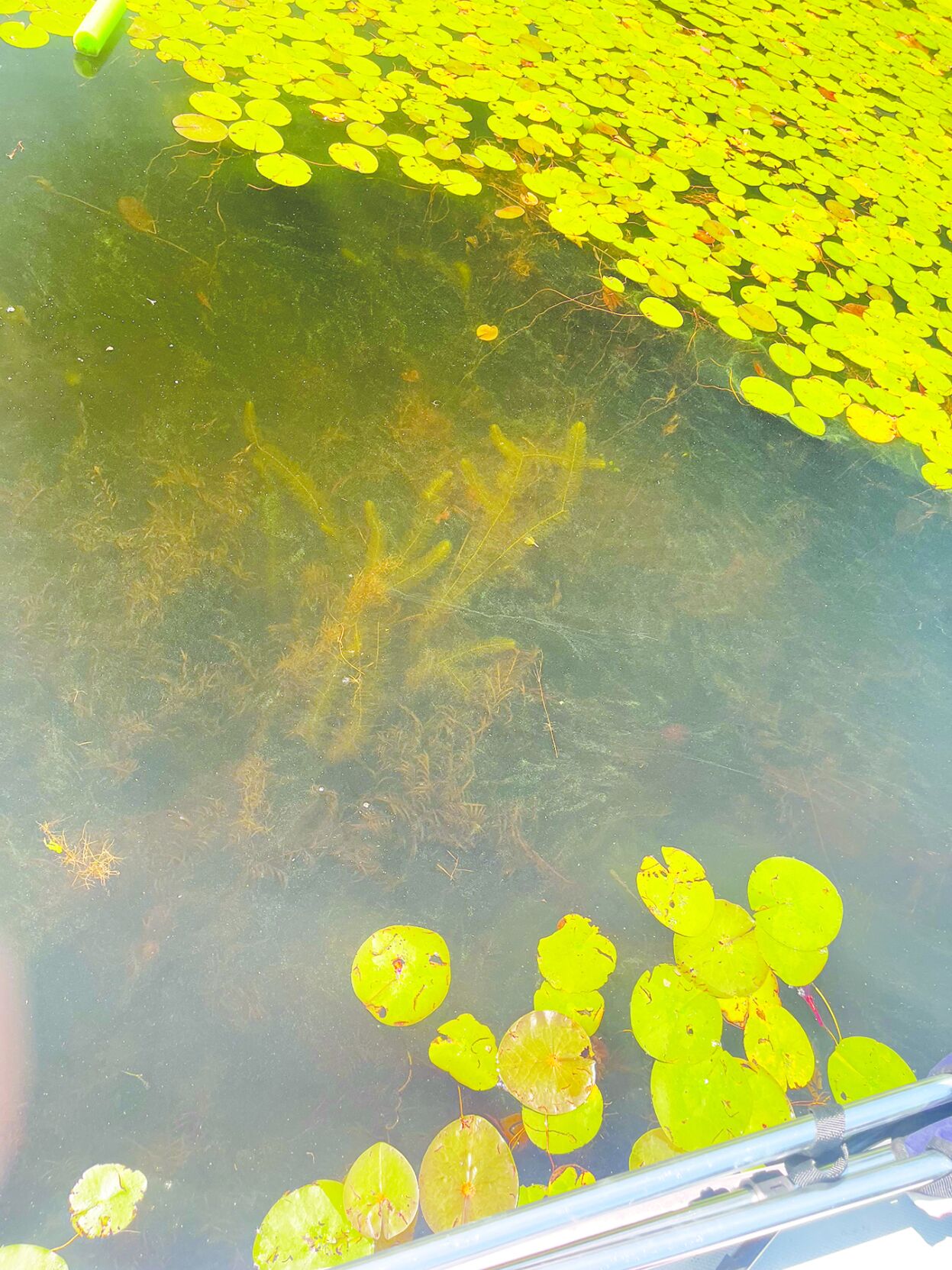 Milfoil cyanobacteria
