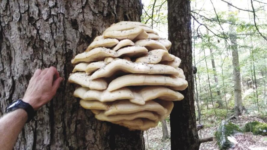 Chicken-of-the-woods