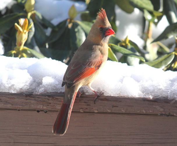 Reader Pics: March 26