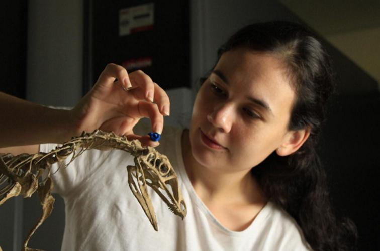 Brain of first flying reptile’s ancestor rebuilt to work out how they took flight