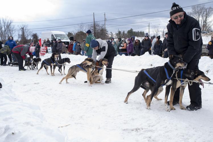 Sled dogs