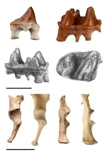Platypuses swam with dolphins 25 million years ago, reveals “exciting” fossil find