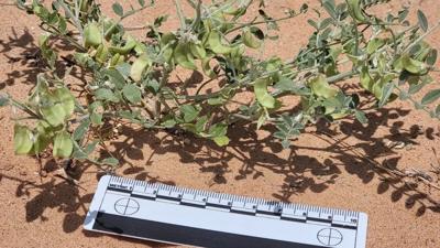 Solar farms can be havens for rare plants. Just ask the threecorner milkvetch.