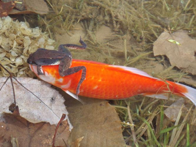 Reader Pics: Aug. 29 - Hitching a ride