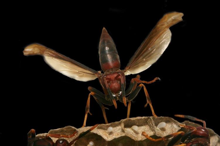 Wasp societies overcome brutal battles to be queen by workers picking up the slack