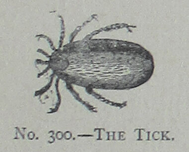 Tick