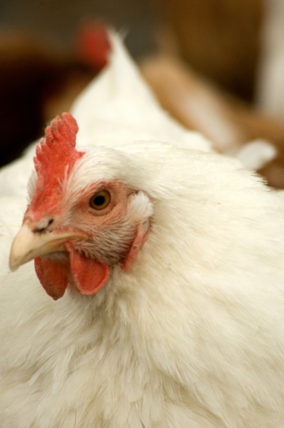 1214_hen