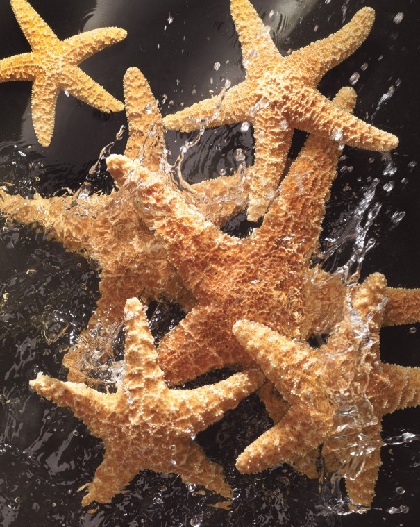 Home1-4_Starfish_0713.jpg