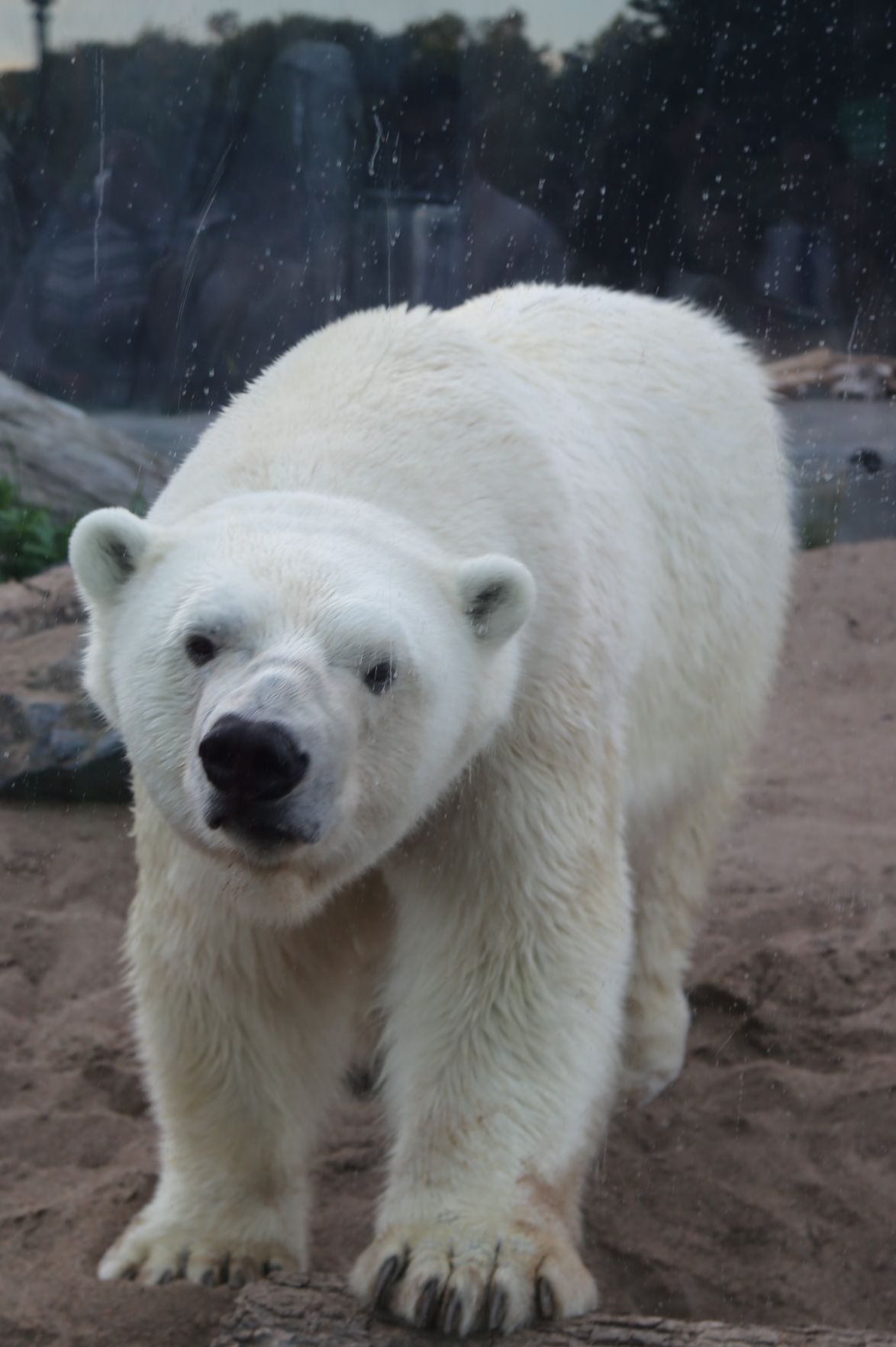 2017-Zoofari-095.JPG