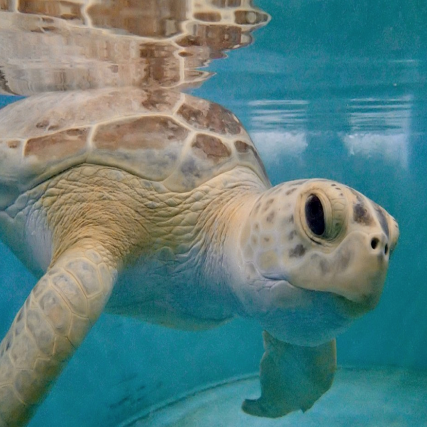 St Louis Aquarium At Union Station Welcomes Rescued Sea Turtle Entertainment Laduenews Com
