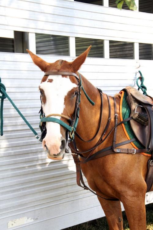 Epworth's 17th Annual Charity Polo Match