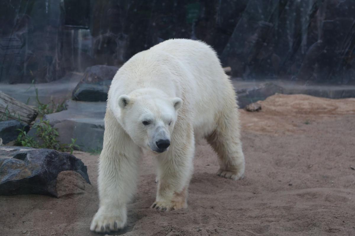 2017-Zoofari-094.JPG