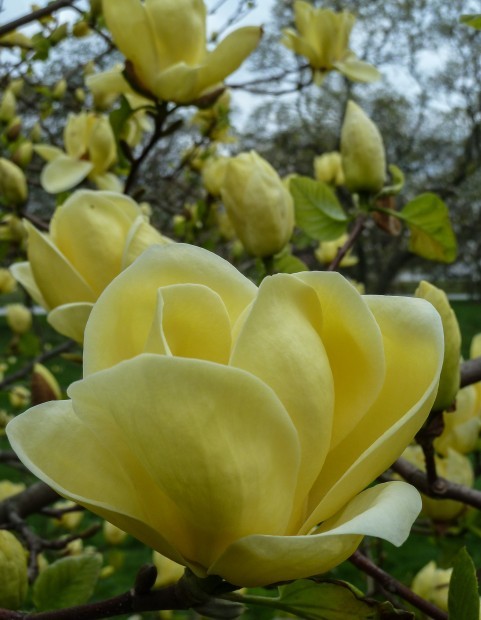 Magnolia ‘Centennial’
