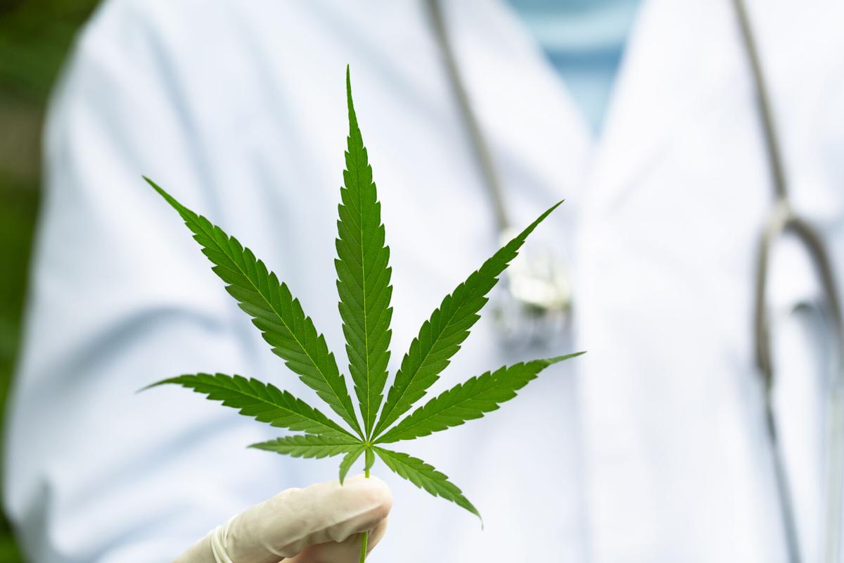 Marijuana leaves in the hands of a medical team Medical background. The concept of oil refining to treat diseases. alternative medicine Natural herbs used to treat diseases.