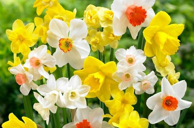 n_fragrant_mix_1.jpg