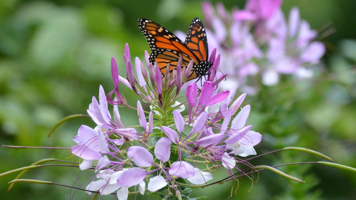 butterfly on cleome.jpeg