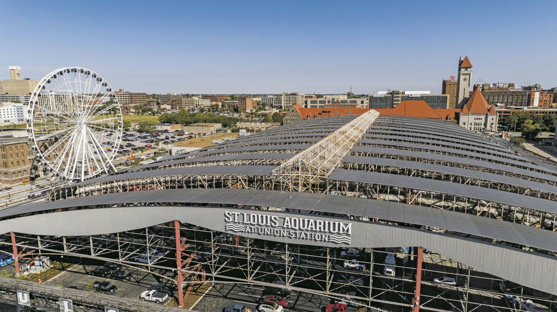 A Sneak Peek At The St Louis Aquarium Features Laduenews Com