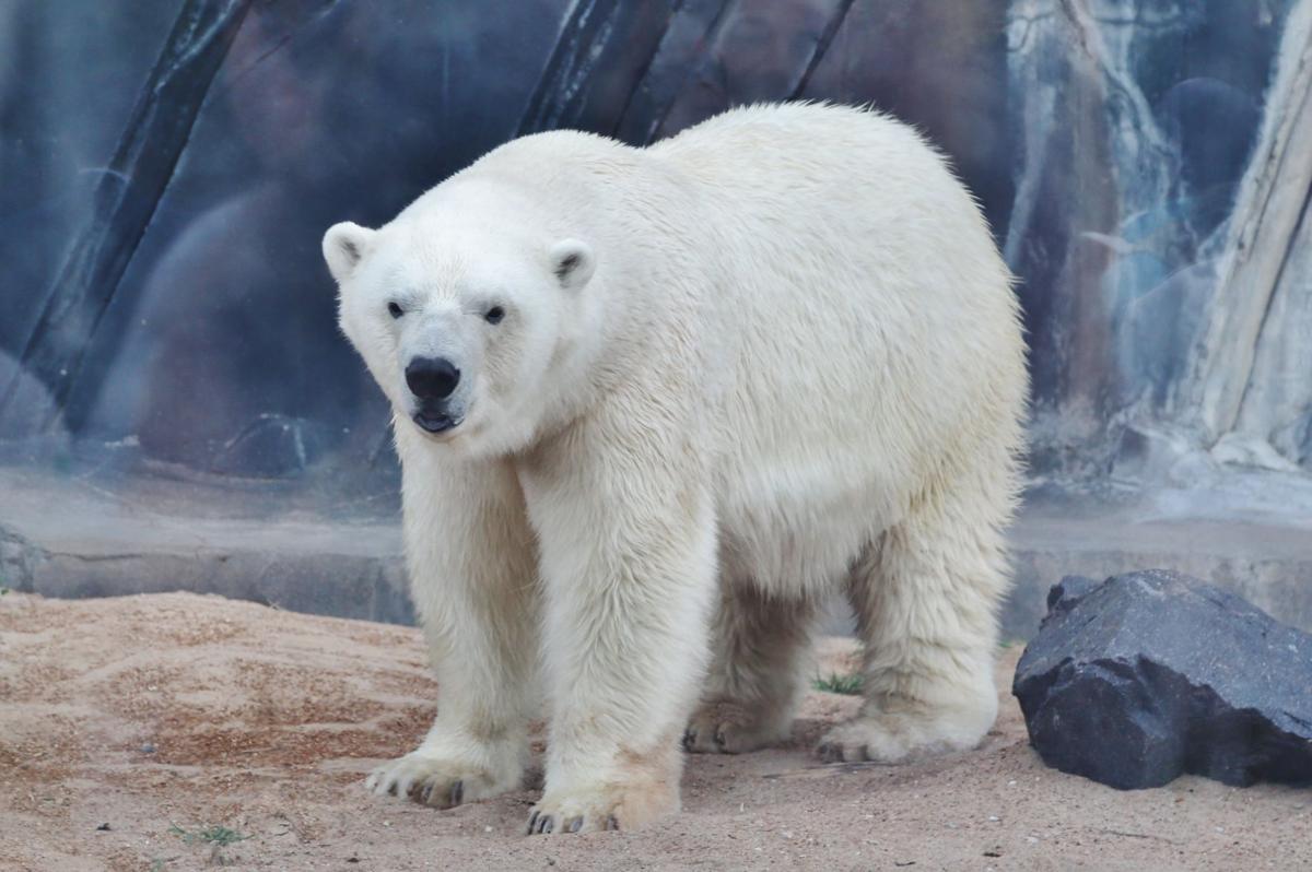 2017-Zoofari-089.JPG