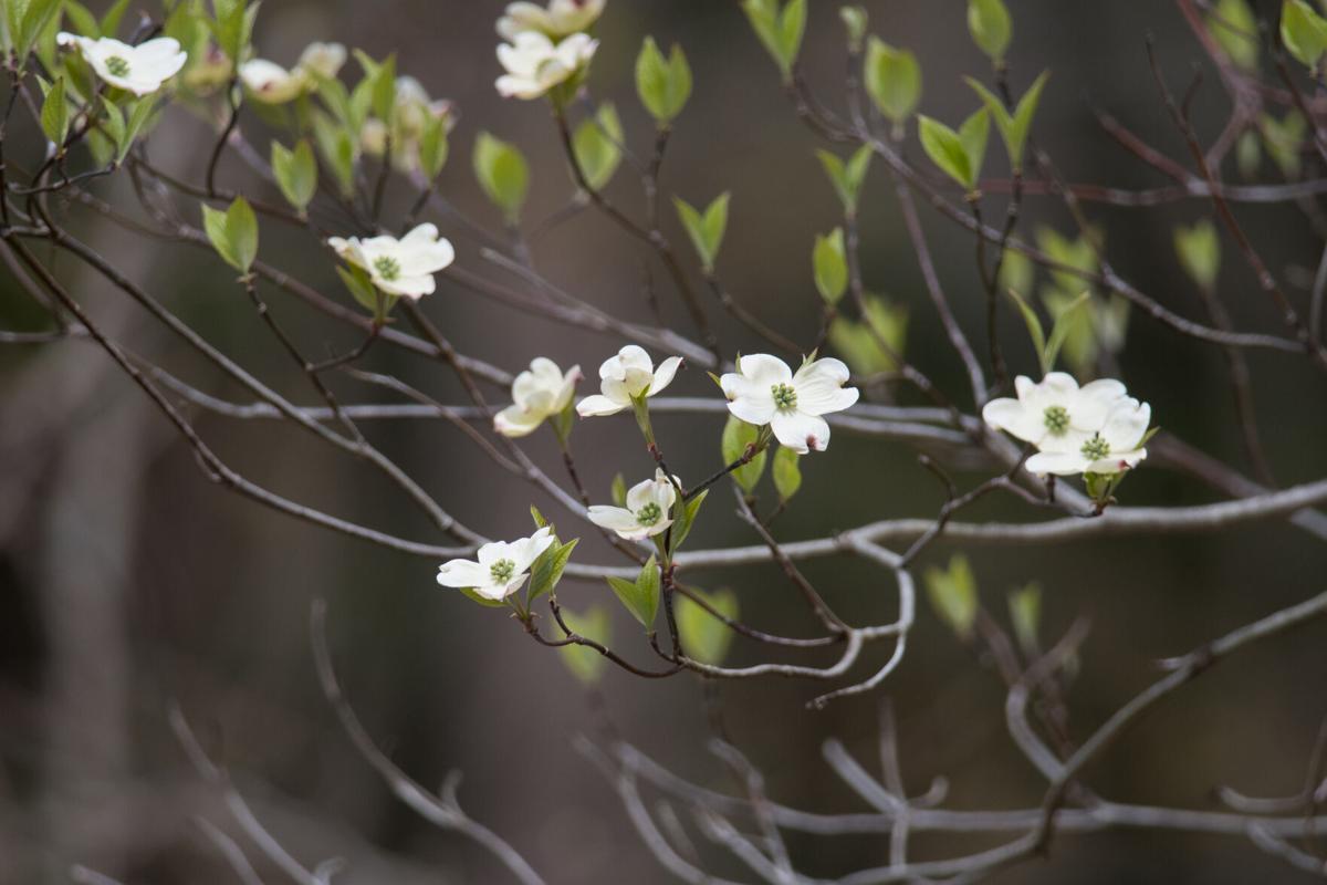 The Dogwood Experience Four Seasons of Charm in Your Missouri Garden