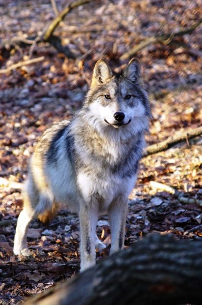 Endangered Wolf Center