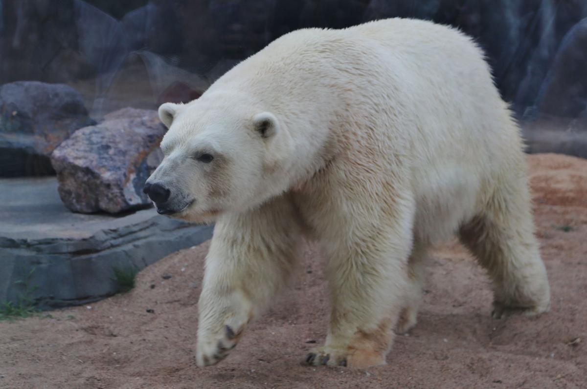 2017-Zoofari-092.JPG