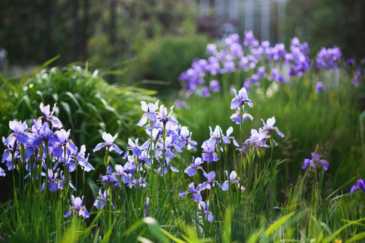 Iris sibirica (Siberian iris or Siberian flag)